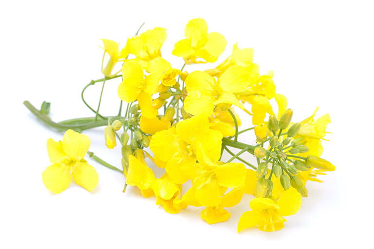 Surfactants from rapeseed oil by SurfactGreen